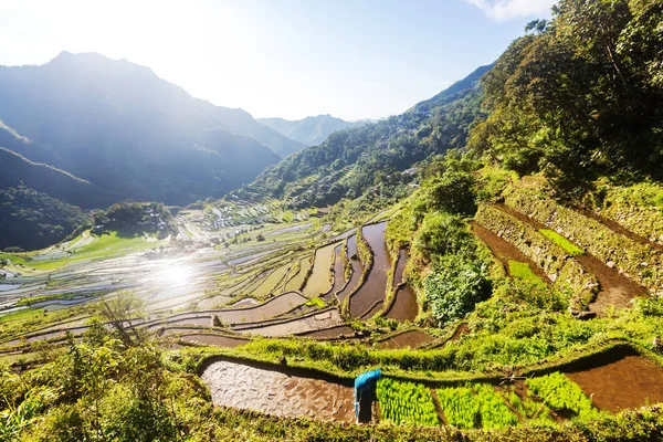 Beautiful Green Rice terraces — Stock Photo, Image