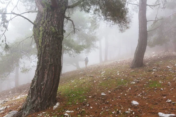 Foresta magica nebbiosa — Foto Stock