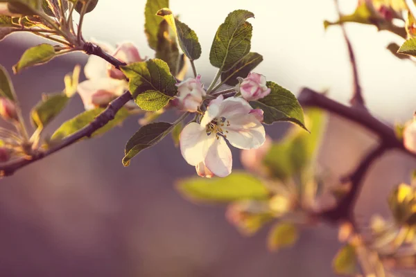 Scena wiosna kwiat drzewo — Zdjęcie stockowe