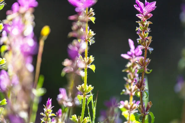 Primer plano de las hermosas flores —  Fotos de Stock