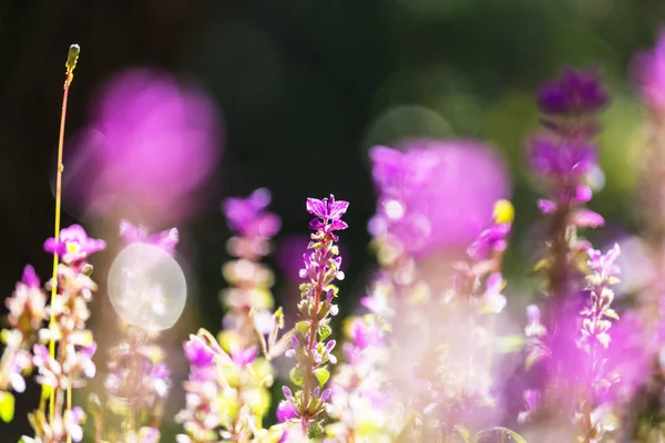 아름 다운 꽃의 근접 촬영 — 스톡 사진