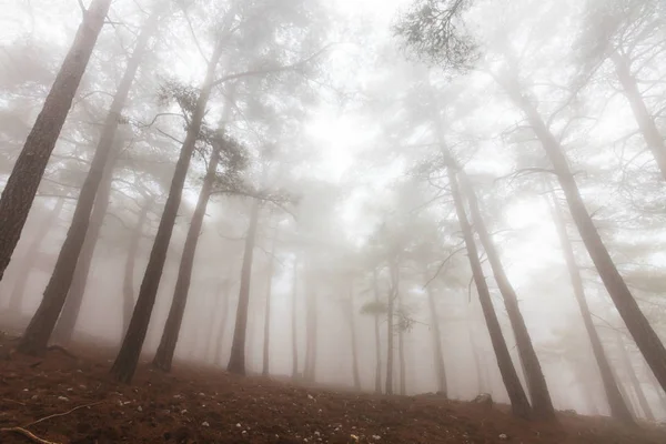 Magické zamlžených lesních — Stock fotografie