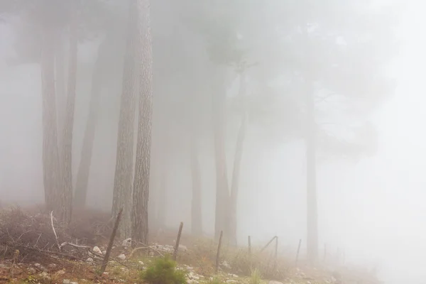 Волшебный туманный лес — стоковое фото