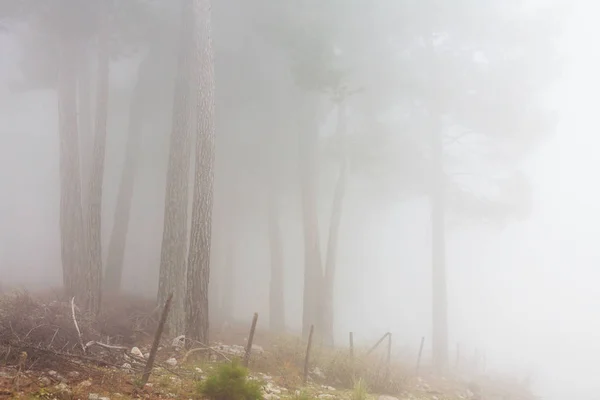 Bosque brumoso mágico — Foto de Stock