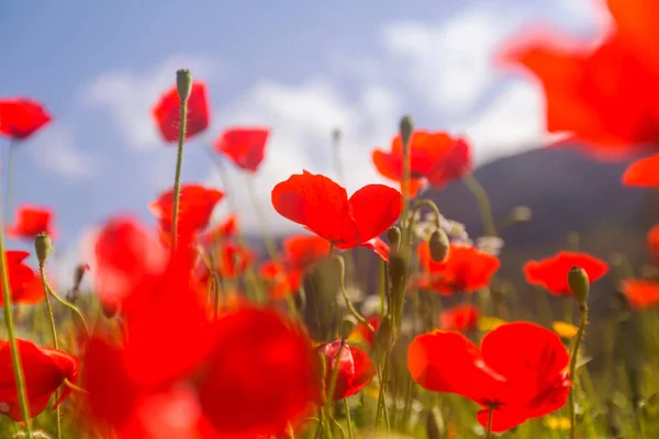 Papavero rosso selvatico — Foto Stock