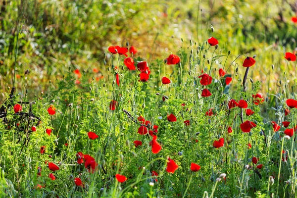 Papavero rosso selvatico — Foto Stock