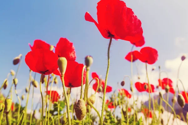 Coquelicot rouge sauvage — Photo