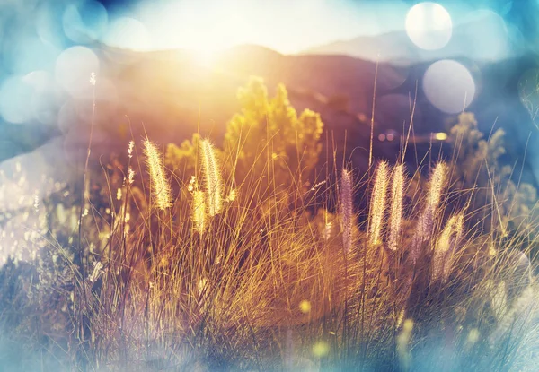 Día soleado en el prado — Foto de Stock