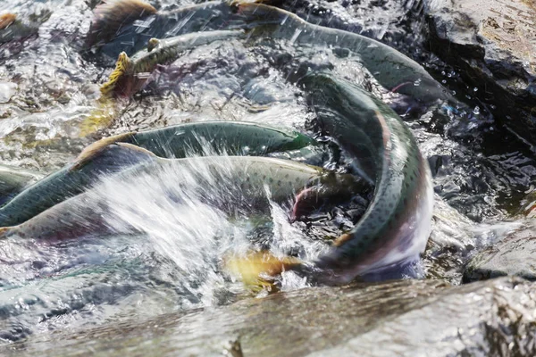 Spawning salmon in water — Stock Photo, Image