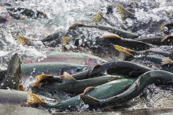 Desove de salmón en agua — Foto de Stock