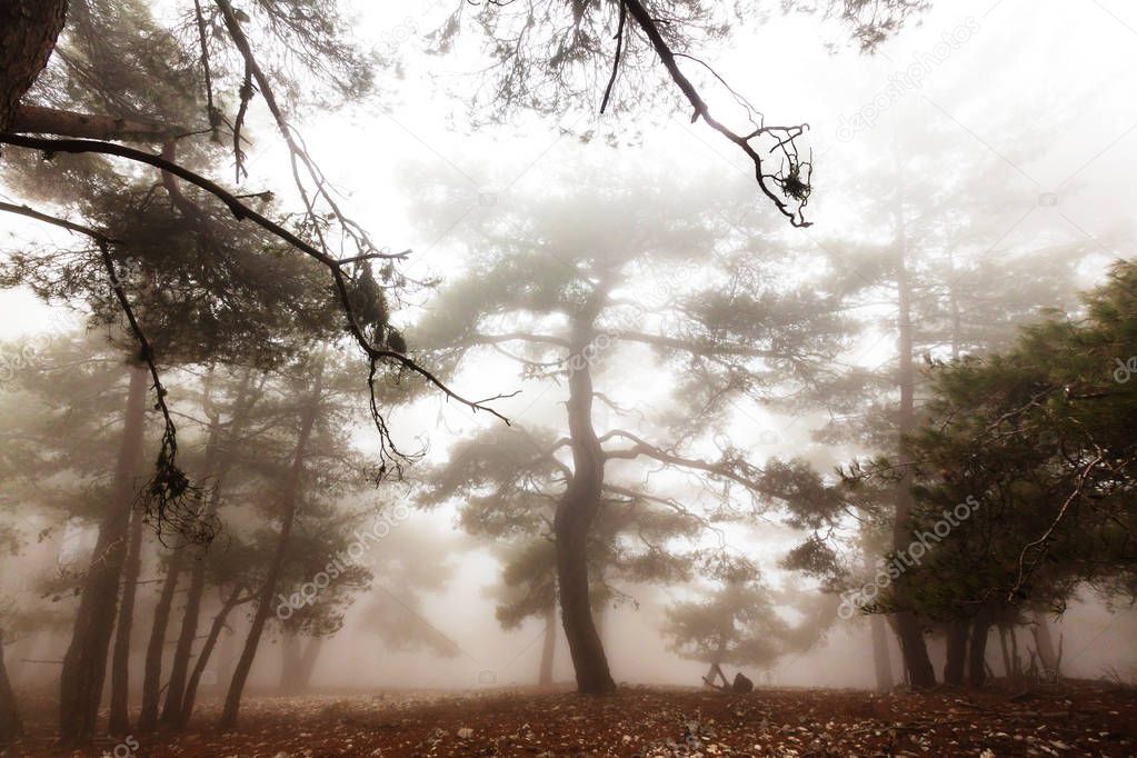 Magic misty forest