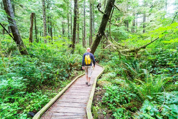 Forêt pluviale sur l'île de Vancouver — Photo