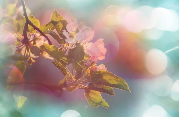 Blühender Baum Frühling Szene — Stockfoto