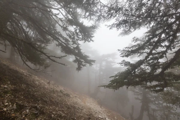 Floresta nebulosa mágica — Fotografia de Stock