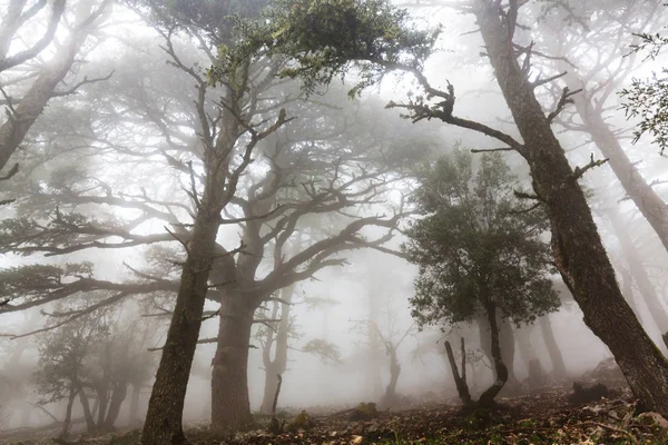 Волшебный туманный лес — стоковое фото