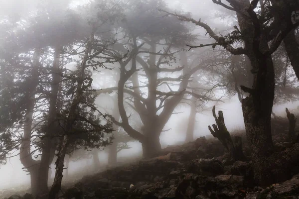 Magic misty forest — Stock Photo, Image