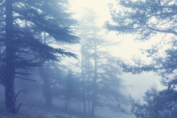 Sihirli sisli orman — Stok fotoğraf