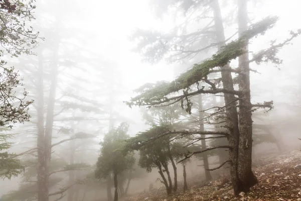 Bosque brumoso mágico — Foto de Stock