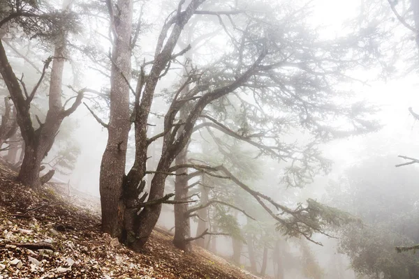 Forêt brumeuse magique — Photo