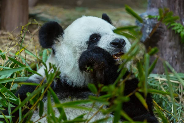 Bonito panda gigante —  Fotos de Stock