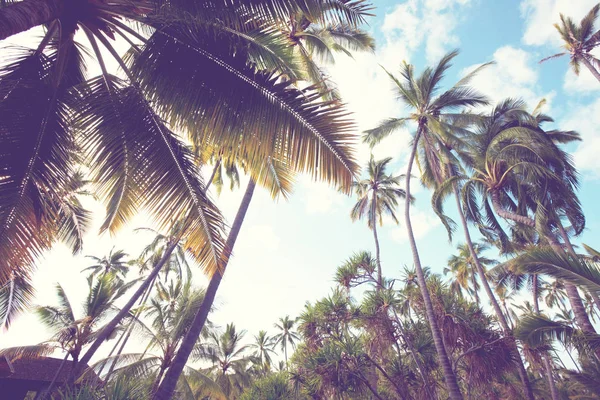 Плантация пальм на тропическом острове — стоковое фото