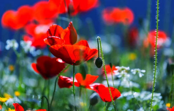 Wild red poppy — Stock Photo, Image
