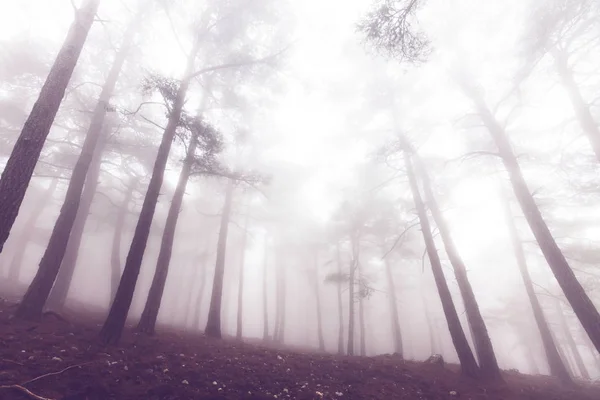 Μαγικό δάσος ομιχλώδη — Φωτογραφία Αρχείου