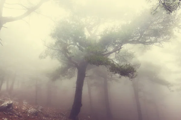 Magic misty forest — Stock Photo, Image