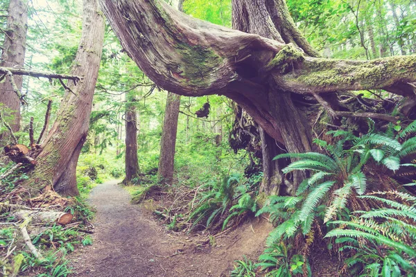 वैंकूवर द्वीप में वर्षा वन — स्टॉक फ़ोटो, इमेज