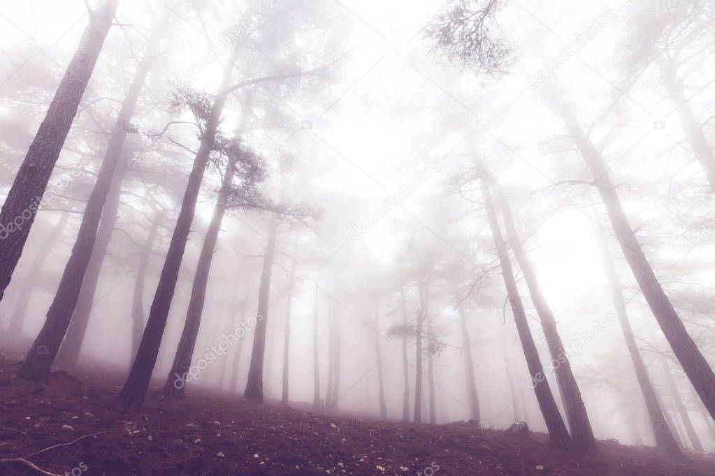 Magic misty forest