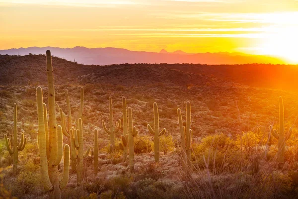 Εθνικό πάρκο Saguaro — Φωτογραφία Αρχείου