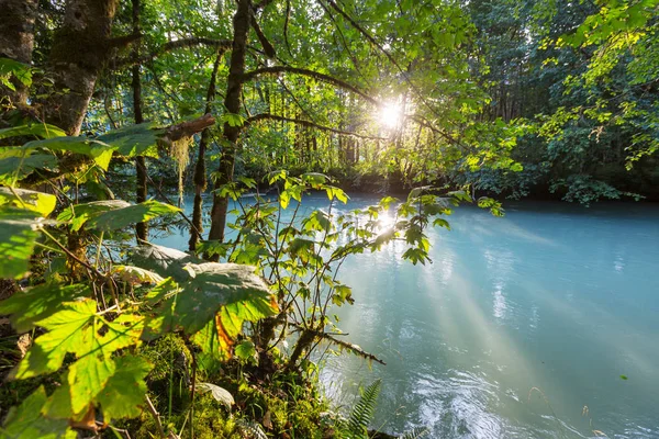 Vacker liten flod i skogen — Stockfoto