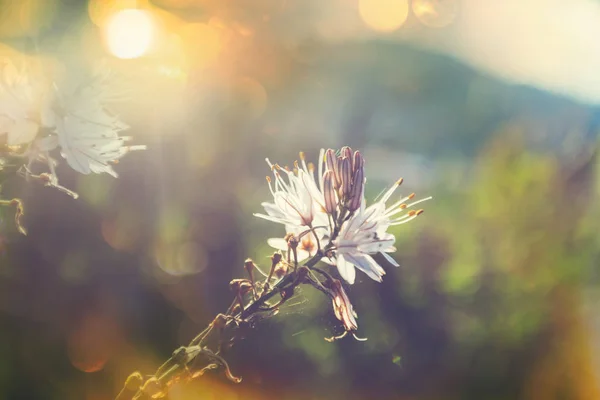 美丽的花朵的特写镜头 — 图库照片