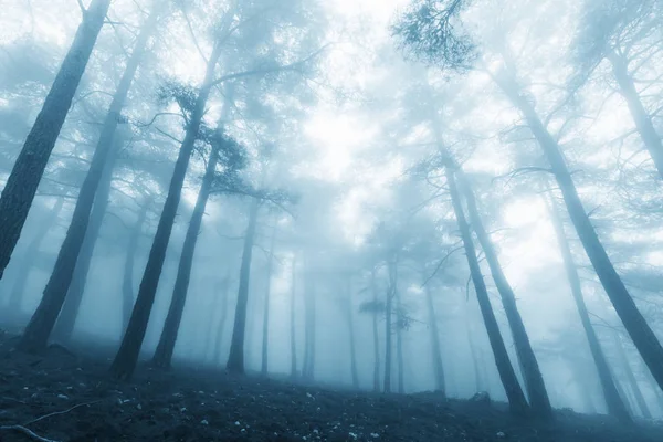 Magische mistige bos — Stockfoto