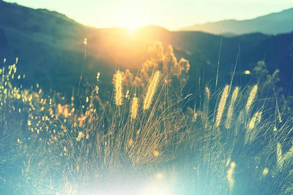 Sonniger Tag auf der Wiese — Stockfoto