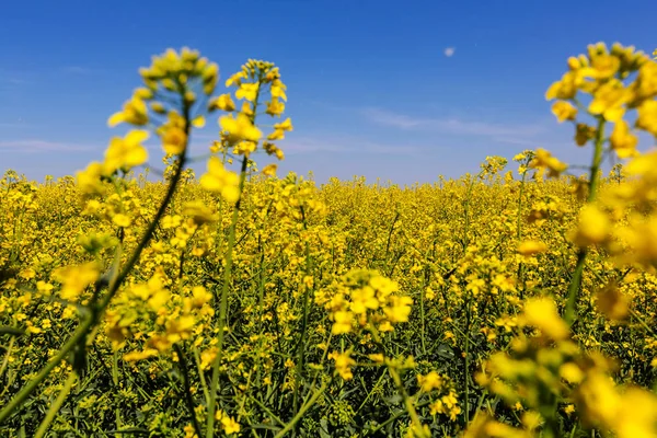 Ländliche Landschaften gelbes Feld — Stockfoto