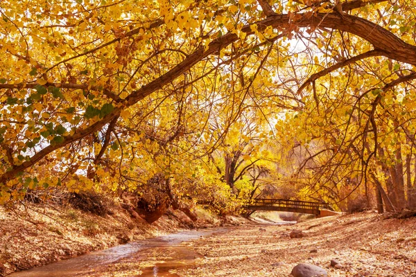 Le ruisseau forestier en automne — Photo