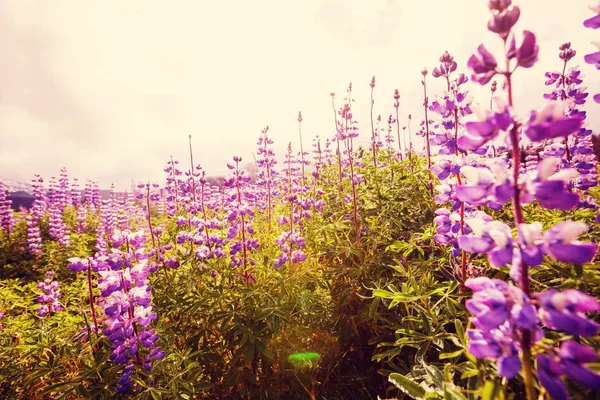 Λιβάδι στην Αλάσκα με λουλούδια — Φωτογραφία Αρχείου
