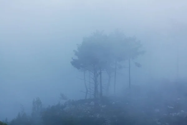 Magic misty forest — Stock Photo, Image