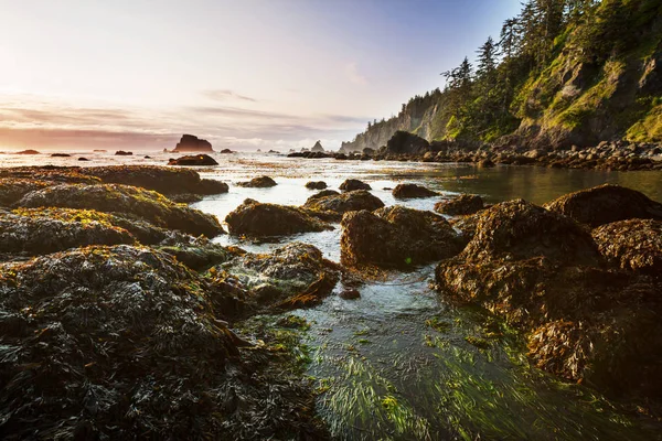 Scenic and rigorous Pacific coast in the Olympic National Park — Stock Photo, Image