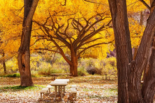 Mesa de piquenique na grama — Fotografia de Stock