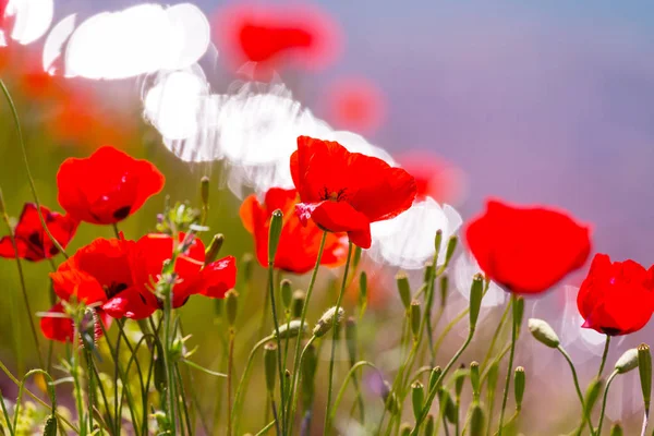 Dzikie kwiaty Mak czerwony — Zdjęcie stockowe