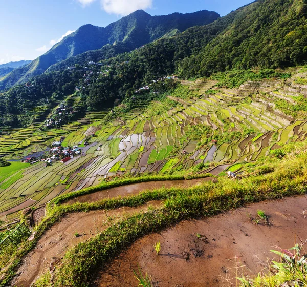Belos terraços de arroz verde — Fotografia de Stock