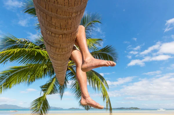 Man on palm tree — Stock Photo, Image