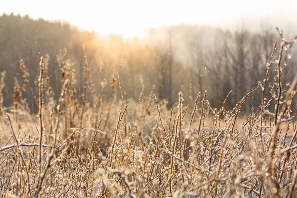 Gros plan sur le gras congelé — Photo