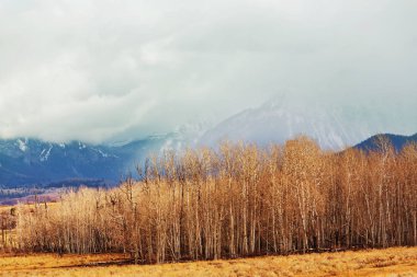 Renkli sarı sonbahar 