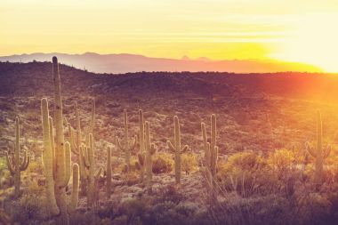 Saguaro Ulusal Parkı