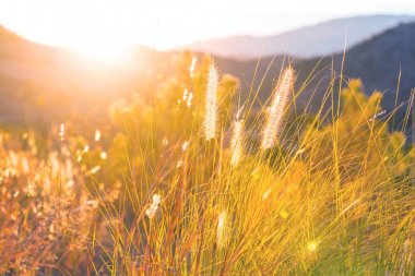 Çayır'ın güneşli günde