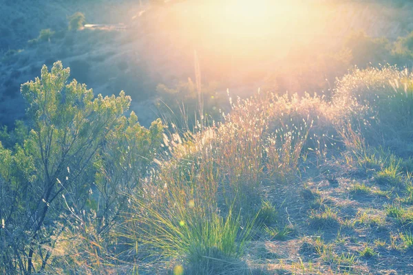 Sunny day on the meadow — Stock Photo, Image