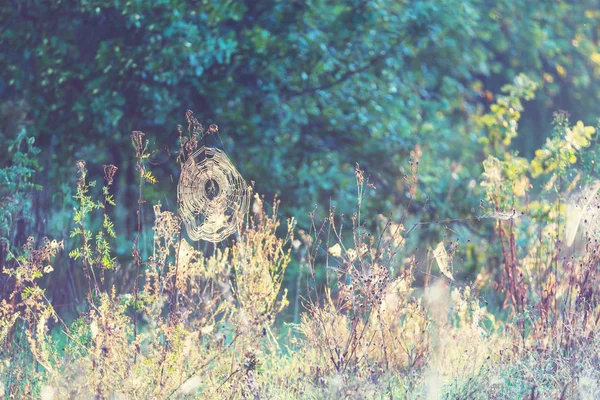 Summer flowers on the meadow — Stock Photo, Image